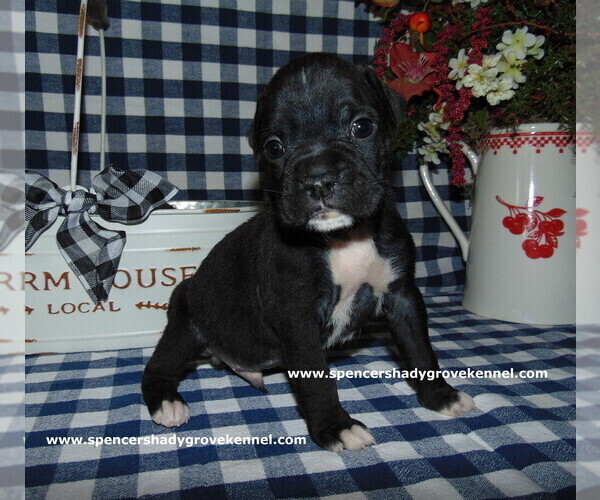 Medium Photo #1 Boxer Puppy For Sale in CABOOL, MO, USA