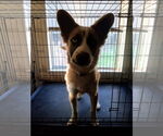 Small #6 Border Collie-Siberian Husky Mix
