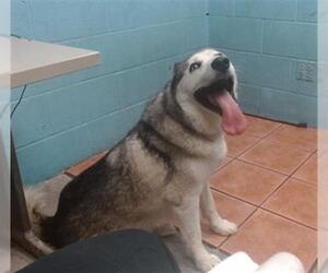 Siberian Husky Dogs for adoption in Downey, CA, USA