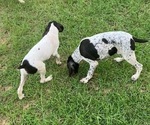 Small #2 German Shorthaired Pointer