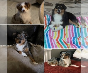 Mother of the Miniature Australian Shepherd puppies born on 03/12/2025