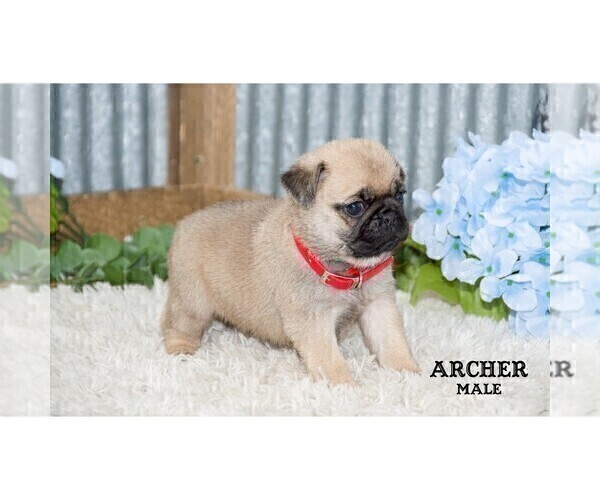 Medium Photo #4 Pug Puppy For Sale in CLARE, MI, USA