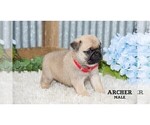 Small #3 Pug