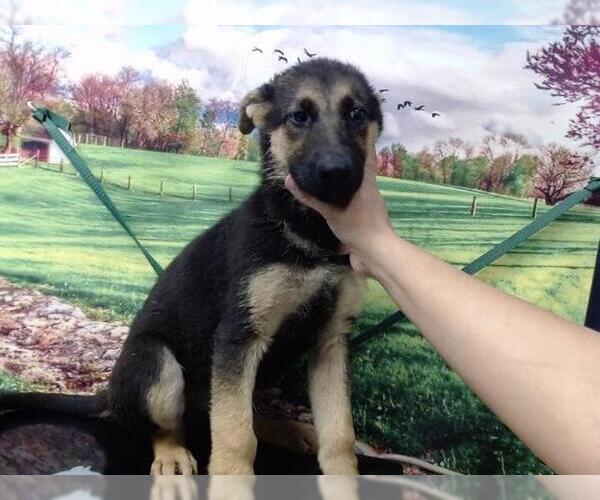 Medium Photo #1 German Shepherd Dog Puppy For Sale in Moreno Valley, CA, USA
