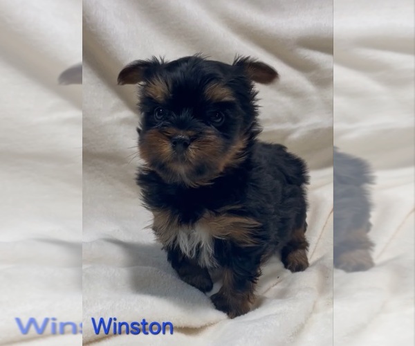Medium Photo #1 Yorkshire Terrier Puppy For Sale in AZLE, TX, USA