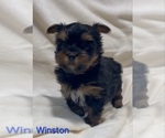 Image preview for Ad Listing. Nickname: Winston