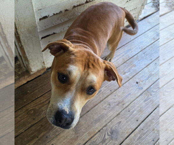 Medium Photo #3 Mutt Puppy For Sale in Williamsburg, IA, USA