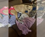 Small #5 American Pit Bull Terrier Mix