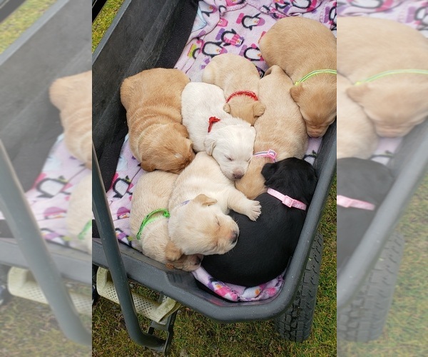 Medium Photo #9 Labrador Retriever Puppy For Sale in OLYMPIA, WA, USA