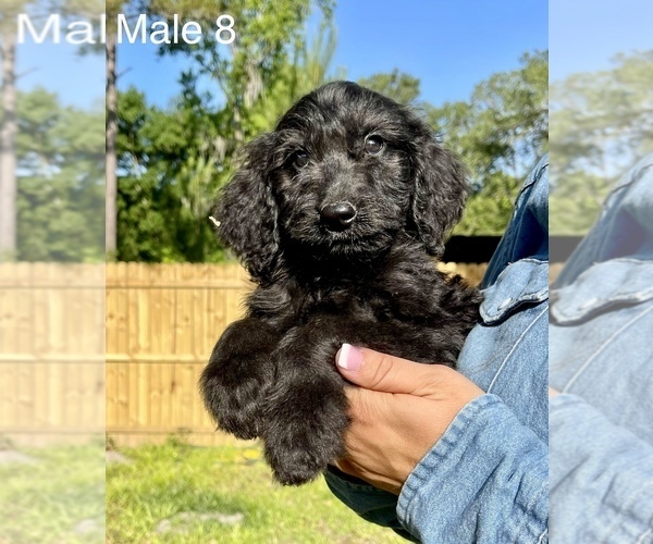 Medium Photo #9 Goldendoodle Puppy For Sale in OCALA, FL, USA