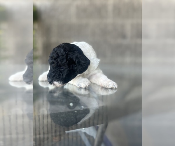 Medium Photo #2 Poodle (Toy) Puppy For Sale in BRONX, NY, USA