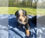 Puppy Salem Bernese Mountain Dog-Greater Swiss Mountain Dog Mix