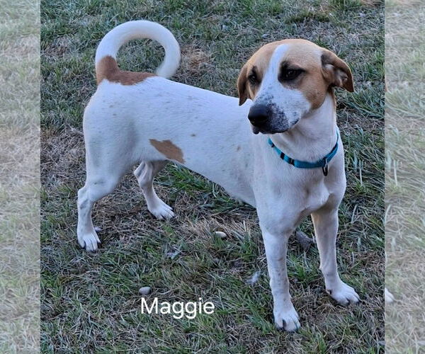 Medium Photo #4 Mutt Puppy For Sale in Geneva, OH, USA