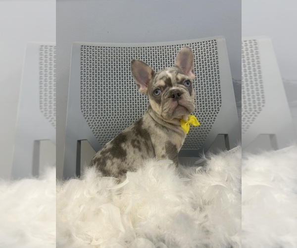 Medium Photo #1 French Bulldog Puppy For Sale in RANDOLPH, MA, USA
