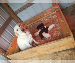 Labrador Retriever Puppy for Sale in COTTONDALE, Florida USA
