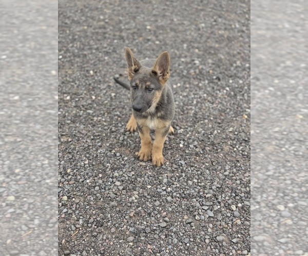 Medium Photo #8 German Shepherd Dog Puppy For Sale in BARRON, WI, USA