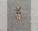 Small #7 German Shepherd Dog