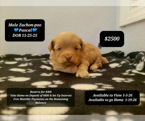 Medium Photo #1 Poodle (Toy)-Zuchon Mix Puppy For Sale in TUCSON, AZ, USA