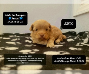 Poodle (Toy)-Zuchon Mix Puppy for sale in TUCSON, AZ, USA