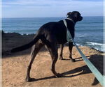 Small #1 Catahoula Leopard Dog-Labrador Retriever Mix