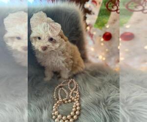 Pom-A-Poo Puppy for sale in INDIANAPOLIS, IN, USA