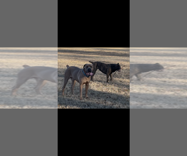 Medium Photo #5 Cane Corso Puppy For Sale in PENDLETON, SC, USA