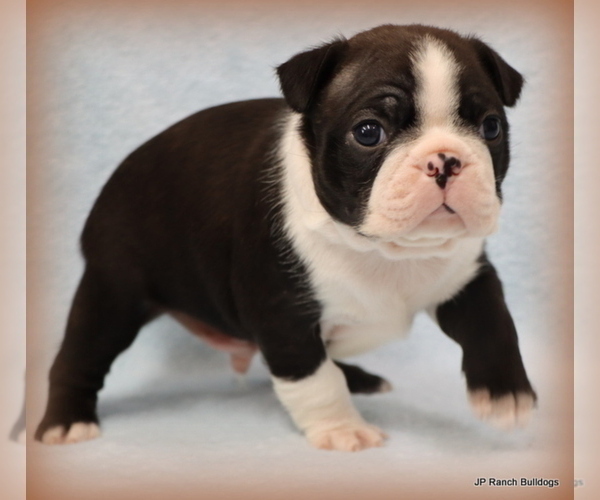 Medium Photo #19 Boston Terrier Puppy For Sale in WINNSBORO, TX, USA