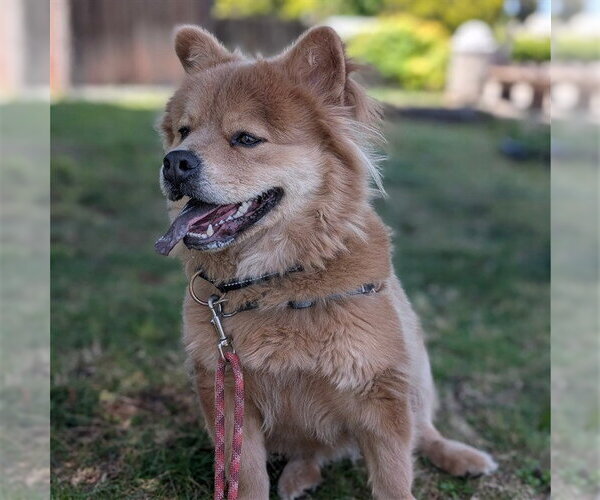 Medium Photo #2 Chow Chow-French Bulldog Mix Puppy For Sale in Alameda, CA, USA