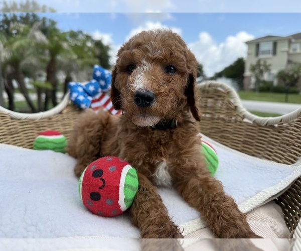 Medium Photo #2 Goldendoodle Puppy For Sale in CLERMONT, FL, USA