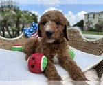 Small #1 Goldendoodle