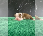 Small #13 Boston Terrier