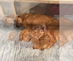 Mother of the Golden Retriever puppies born on 01/15/2023