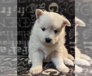 Pomsky Puppy for sale in SAVOY, MA, USA