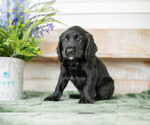 Puppy 4 English Cocker Spaniel