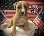 Puppy 7 American Bully