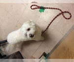 Small Photo #2 French Bulldog Puppy For Sale in METUCHEN, NJ, USA
