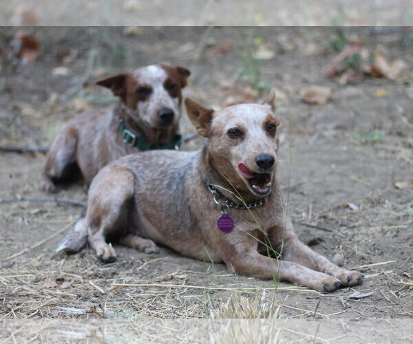 Medium Photo #3 Mutt Puppy For Sale in Paso Robles, CA, USA