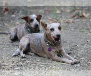 Frankie - Female Mutt Dog for Adoption - Photo #3