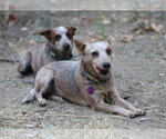 Small Photo #3 Mutt Puppy For Sale in Paso Robles, CA, USA