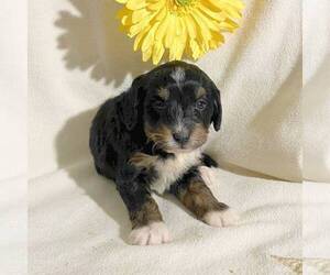 Bernedoodle-Poodle (Miniature) Mix Puppy for sale in FT PLAIN, NY, USA