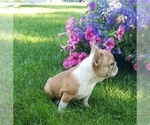 Small Photo #1 Bulldog Puppy For Sale in BELLINGHAM, WA, USA