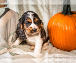 Small Photo #2 Cocker Spaniel Puppy For Sale in WAKARUSA, IN, USA