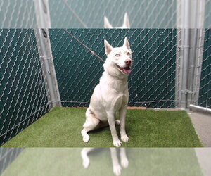 Siberian Husky Dogs for adoption in Downey, CA, USA