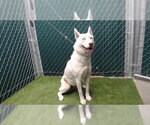 SHIRO - Female Siberian Husky Dog for Adoption - Small photo