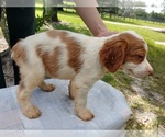 Small Photo #13 Brittany Puppy For Sale in FORT MC COY, FL, USA