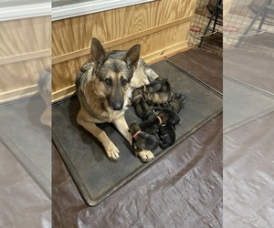 Mother of the German Shepherd Dog puppies born on 12/15/2025