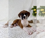 Small #2 Boxer