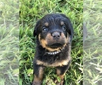 Small Photo #12 Rottweiler Puppy For Sale in BAINBRIDGE IS, WA, USA