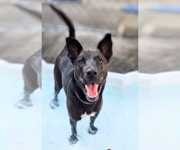 Medium Photo #2 Mutt Puppy For Sale in Rockaway, NJ, USA