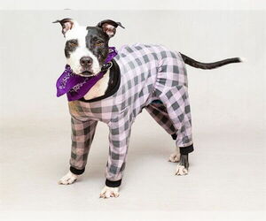 Mutt Dogs for adoption in Sanford, FL, USA